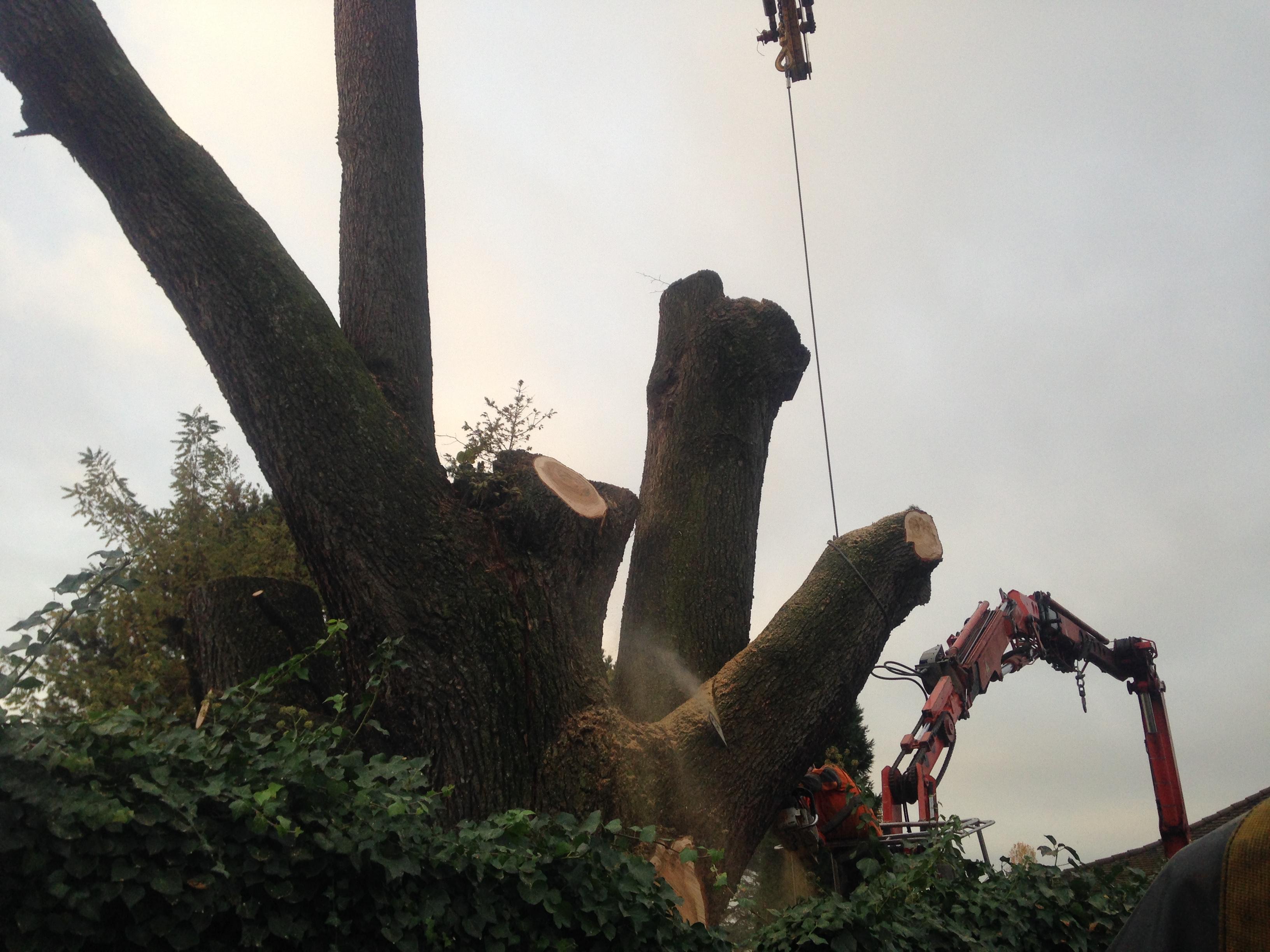 Abattage d'arbre avec grue et nacelle dans le Jura — SAS POLYVIER